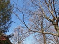 Fagus japonica, Japanese blue beech inubuna brenches in autu