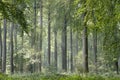 Fagus sylvatica or beech trees green woodland