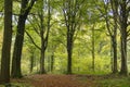 Fagus sylvatica