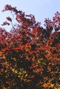 Fagus sylvatica f. purpurea or copper beech tree red foliage Royalty Free Stock Photo
