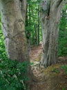 Fagus sylvatica - A forest path between old beeches Royalty Free Stock Photo