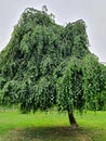 Fagus sylvatica `Pendula` European Beech Royalty Free Stock Photo