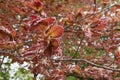 Fagus sylvatica purpurea tree in bloom Royalty Free Stock Photo