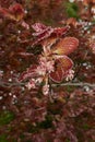 Fagus sylvatica purpurea tree in bloom Royalty Free Stock Photo