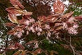 Fagus sylvatica purpurea tree in bloom Royalty Free Stock Photo