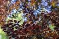 Fagus sylvatica purpurea tree branches, beautiful ornamental beech tree, copper beech with purple leaves