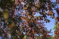 Fagus sylvatica purpurea tree branches, beautiful ornamental beech tree, copper beech with purple leaves