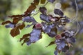 Fagus sylvatica purpurea tree branches, beautiful ornamental beech tree, copper beech with purple leaves