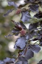 Fagus sylvatica purpurea tree branches, beautiful ornamental beech tree, copper beech with purple leaves