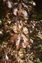 Fagus sylvatica purpurea tree in springtime Royalty Free Stock Photo