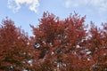 Fagus sylvatica purpurea tree in springtime Royalty Free Stock Photo