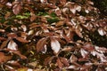 Fagus sylvatica purpurea tree in springtime