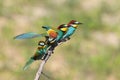 Faighting bee eaters Royalty Free Stock Photo