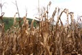 Failed corn crop, climate change image Royalty Free Stock Photo