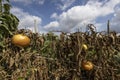 Failed crop of tomatoes due to drought