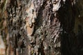 A faint cobweb on the bark of a pine tree