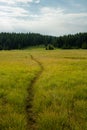 Faint Trail Through Meadow To Wrangler Lake