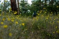 Faint Trail Through Yellow Sunflowers with Backpackers