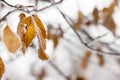 Faint yellow leaf of bird cherry tree with hoarfrost on branch. Royalty Free Stock Photo