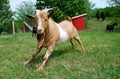 Fainting Goat in Field