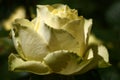 Faintly yellow rose.