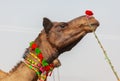 Fair of camels Pushkar Royalty Free Stock Photo