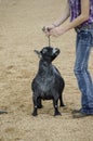 Fair Judging of Goat contest Royalty Free Stock Photo