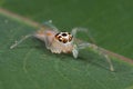 A fair jumping spider with four missing legs