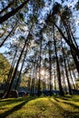 fair light from the sun and shadow of the pine trees in afternoon at the camping area, Pang-Ung Mae Hong Son, North of Thailand,