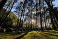 fair light from the sun and shadow of the pine trees in afternoon at the camping area, Pang-Ung Mae Hong Son, North of Thailand,