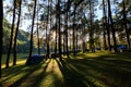 fair light from the sun and shadow of the pine trees in afternoon at the camping area, Pang-Ung Mae Hong Son, North of Thailand,