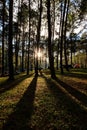 fair light from the sun and shadow of the pine trees in afternoon at the camping area, Pang-Ung Mae Hong Son, North of Thailand,