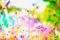 LFair right blur focus pink fields winter fields outdoor tree flawer garden colorful green nature summer