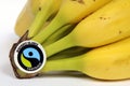 Fair trade produced bananas showing official label Royalty Free Stock Photo