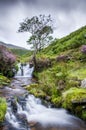 Fairbrook Tree and Falls Royalty Free Stock Photo