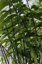 Fairchild`s zamia plants