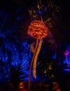 Fairchild Tropical Botanical Garden in South Miami: Night Garden, A Magical Light Fairy Lights Experience.