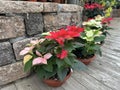 Fairest poinsettia, Christmas star (lat.- Euphorbia pulcherrima Royalty Free Stock Photo