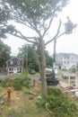 Tree removal on foggy day