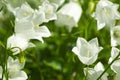 Fairies thimbles close-up Royalty Free Stock Photo