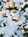 Fairiy flowers in snow Royalty Free Stock Photo