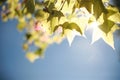 Fairly blur maple leaves on tree with soft sun light behide on b