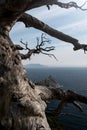 Fairly dry dead tree on the shore of the ocean Royalty Free Stock Photo