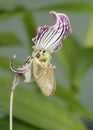 Fairrie's Paphiopedilum Orchid