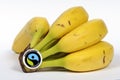 Fairtrade label on a bunch of ripe bananas