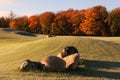 Fairway Fall Colors