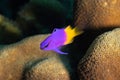 Fairy Basslet on Caribbean Coral Reef Royalty Free Stock Photo