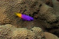 Fairy Basslet on Caribbean Coral Reef Royalty Free Stock Photo