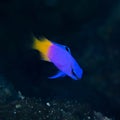 Fairy basslet, Gramma loreto. Bonaire, Caribbean Diving holiday