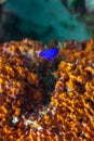 Fairy basslet gramma loreto swimming over coral Royalty Free Stock Photo